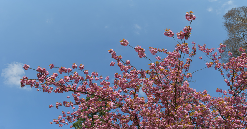 Preview zierkirsche rosa blau.jpg